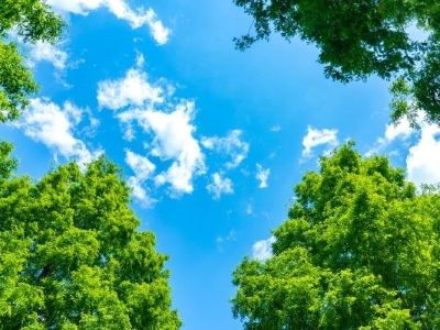 空と木々イメージ｜ザ・パークハウス代々木上原