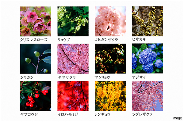 植栽｜ザ・パークハウス代々木上原